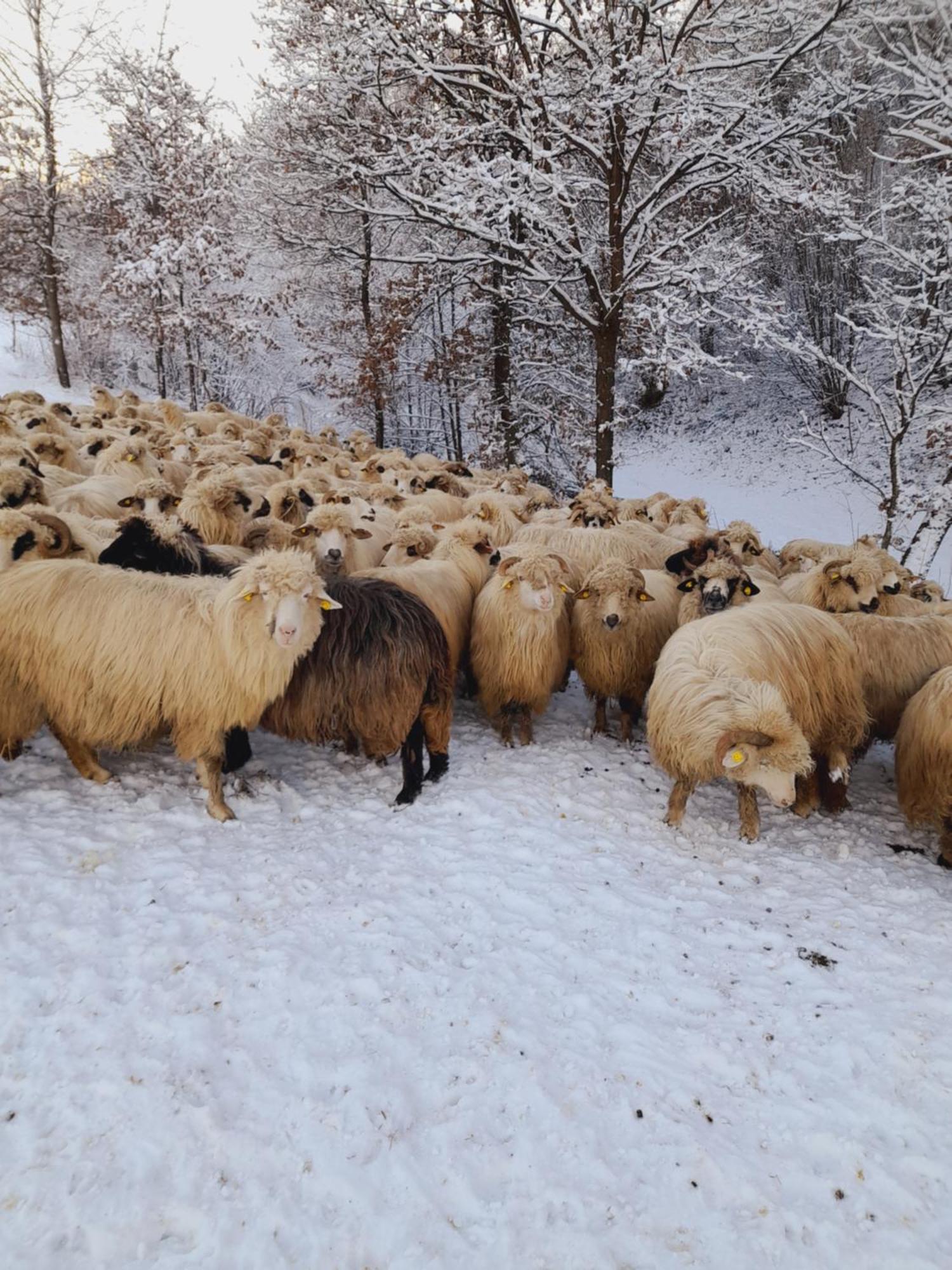Berbesti Casa De La Ferma Mariuca 빌라 외부 사진